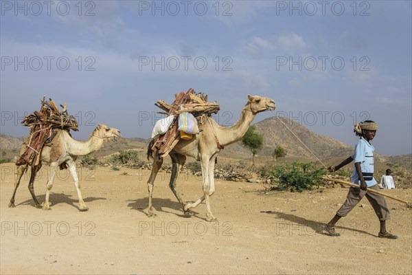 Boy and camels loaded with firewood walking through Keren