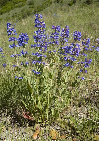 Beardtongue (Penstemon sp.)