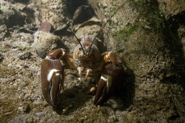 Signal crayfish (Pacifastacus leniusculus) in a mussel field