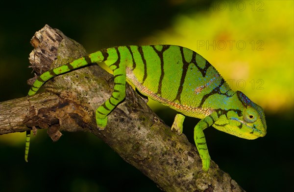 Ambiky Chameleon (Furcifer timoni)