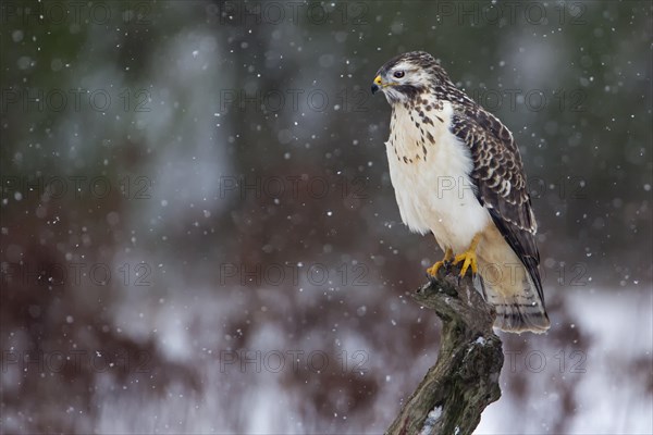 Buzzard (Buteo buteo)