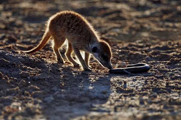 Meerkat (Suricata suricatta) juvenile