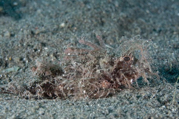 Ambon Scorpionfish (Pteroidichthys amboinensis) adult