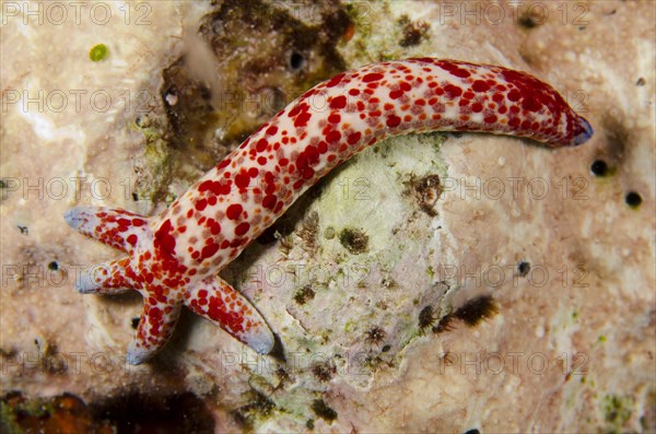 Multipore Sea Star (Linckia multifora)