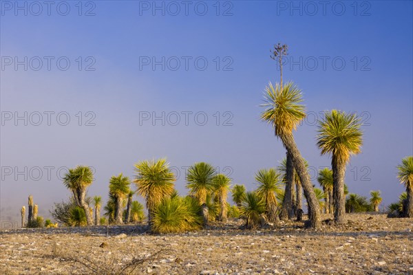 Bioconvex Denticulate Leaf-Yucca (Yucca queretaroensis) near Los Temporal