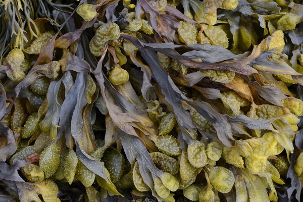 Spiral Wrack or Flat Wrack (Fucus spiralis)