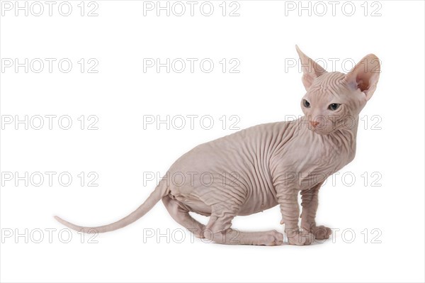 Don Sphynx kitten