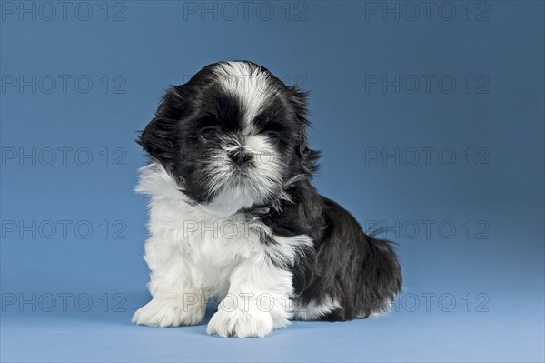 Shih Tzu puppy