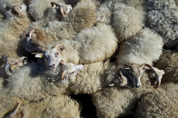 Flock of sheep in a pen