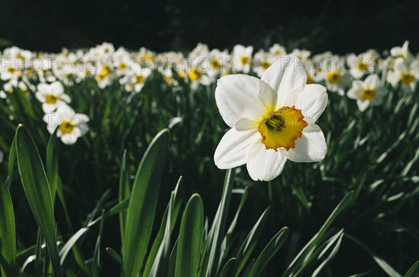 Flowering white daffodils (Narcissus)