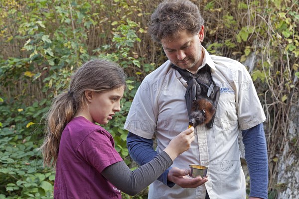 Man with Fruit Bat (Pteropodidae) around his neck