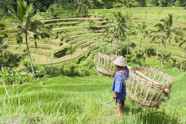 Farmer on rice terraces