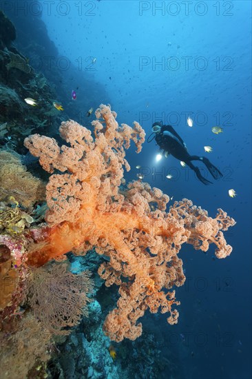 Divers on coral reef cliff looking at large soft coral (Dendronephthya sp.)