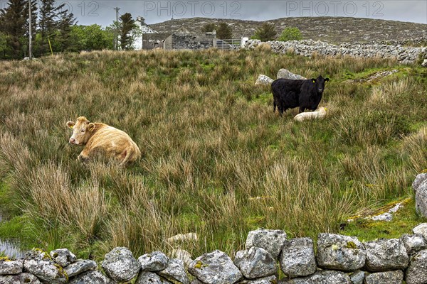 Cattle in Irish landscape