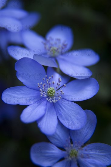 Hepatica (Anemone hepatica)