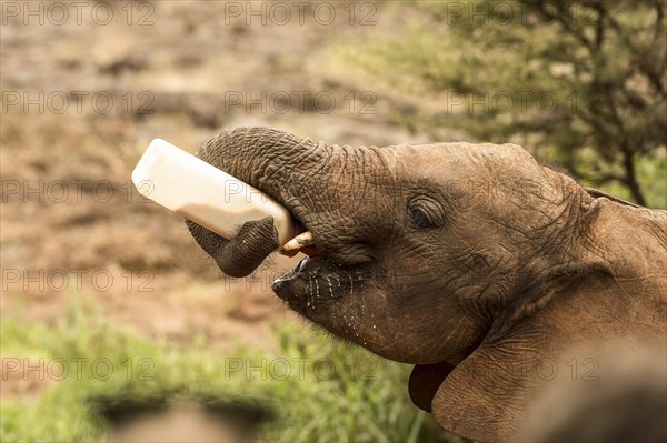 Young Elephant (Loxodonta africana) drinks from bottle