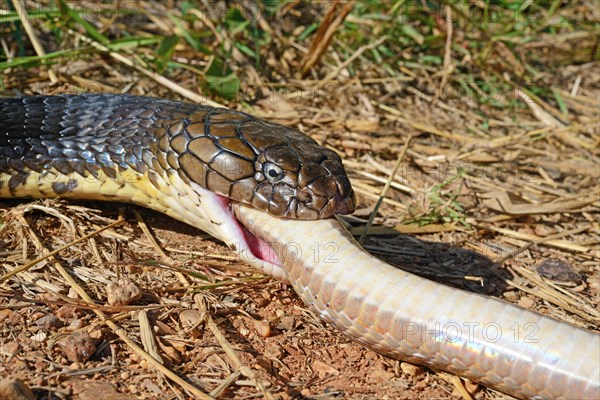 King cobra (Ophiophagus hannah)