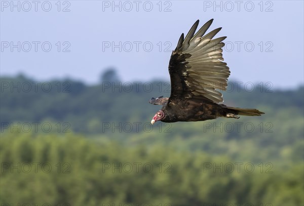 Turkey vulture (Cathartes aura) flying over forest