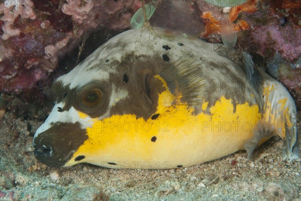 Black-spotted Puffer (Arothron nigropunctatus) adult