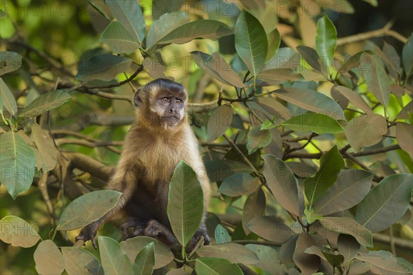 Tufted Capuchin (Cebus apella)