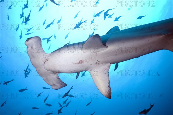 Scalloped Hammerhead Shark (Sphyrna lewini)