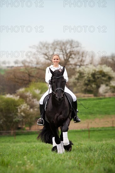 Friesian or Frisian horse