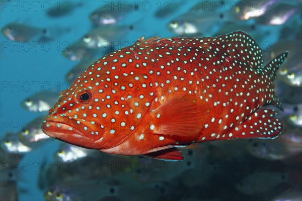 Coral hind (Cephalopholis miniata) in shoal of Red Sea dwarf sweepers (Parapriacanthus guentheri)