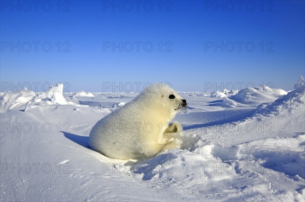 Harp seal (Pagophilus groenlandicus