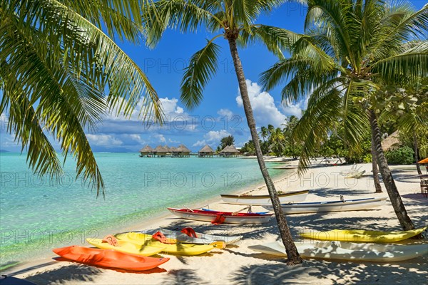 Boats on the beach under palm trees