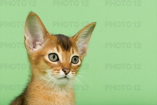 Abyssinian kitten