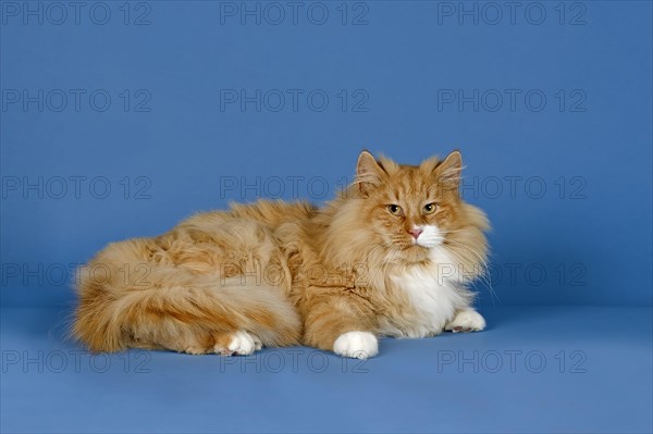 Norwegian Forest Cat