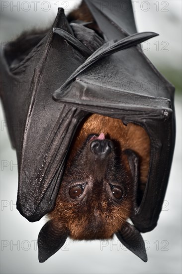 Flying Fox (Pteropus sp.)