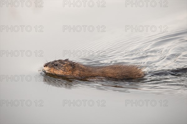 Common Muskrat (Ondatra zibethicus) in water