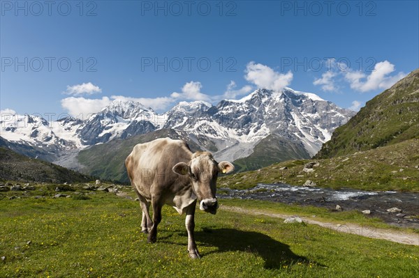 Brown cow on a meadow