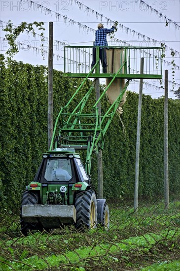 Cleaning of the wire racks after the hop harvest