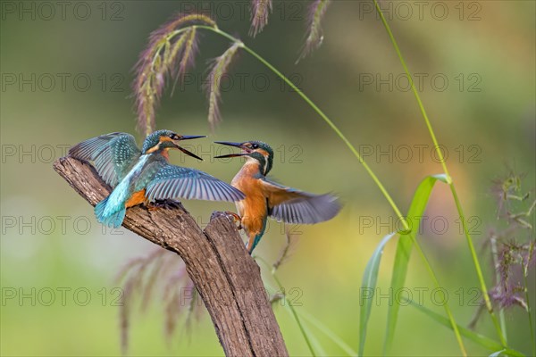 Kingfishers (Alcedo atthis)