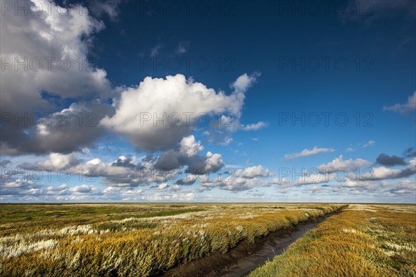 Tidal creek in the salt marshes