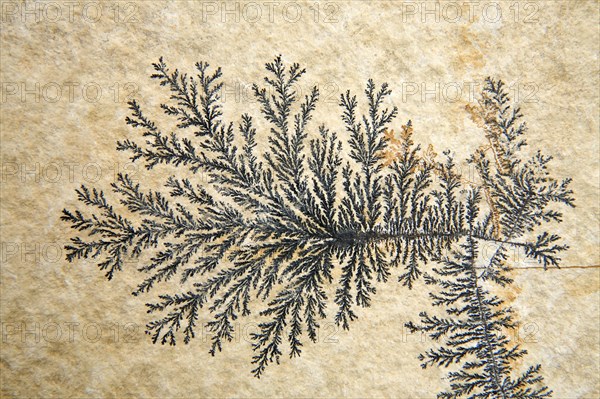 Dendrites in slabs of Solnhofen slate