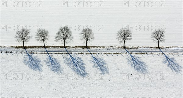 Avenue of trees in the snow