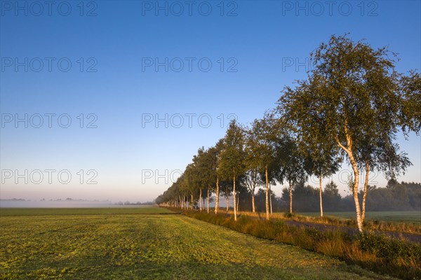 Birch tree avenue in the morning light