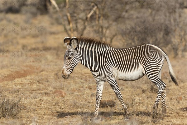 Grevy's Zebra (Equus grevyi)