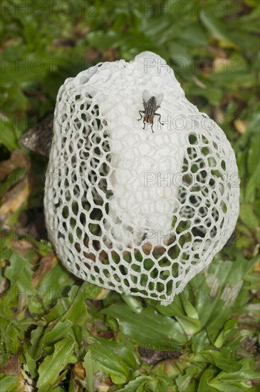 Veiled Lady Mushroom (Phallus indusiatus)