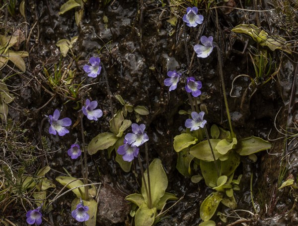 Corsican Butterwort (Pinguicula corsica)