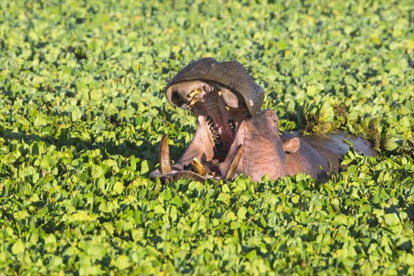 Hippopotamus (Hippopotamus amphibius) with open mouth displaying dominance in a pond covered with water lettuce