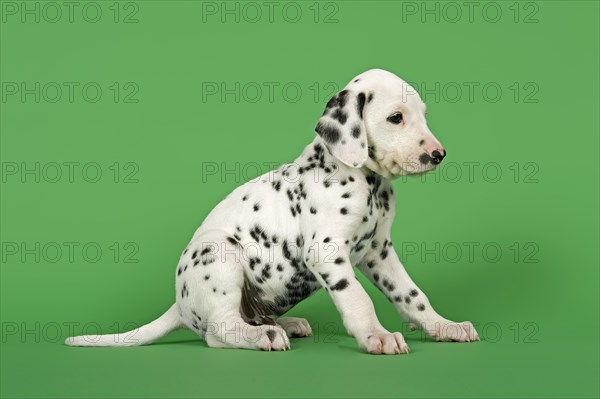 Dalmatian puppy