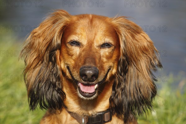 Long-haired dachshund