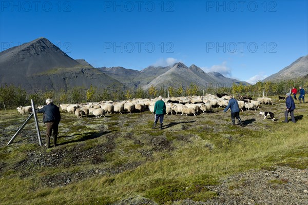 Flock of sheep being rounded up