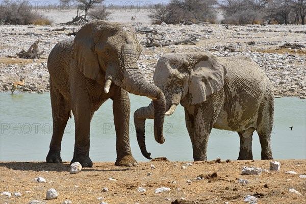 African Elephants (Loxodonta africana)