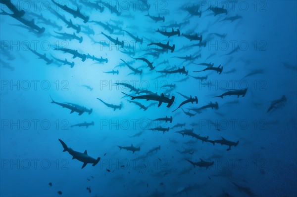 School of Scalloped Hammerheads (Sphyrna lewini)