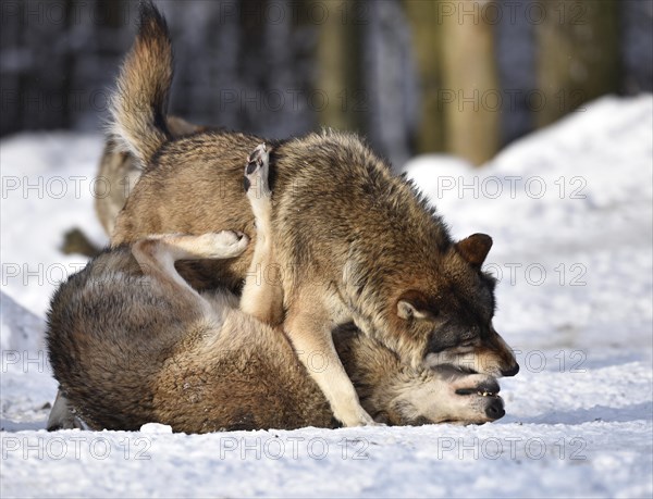 Male leader of the pack